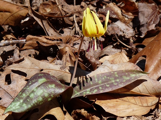 {Erythronium umbilicatum}